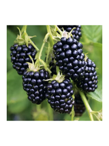 Jeżyna bezkolcowa - Rubus fruticosus 'Thornfree'