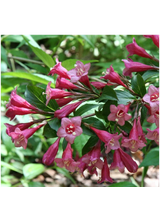 Krzewuszka cudowna - Weigela florida 'Rumba'