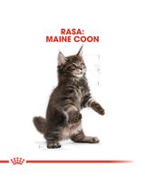 ROYAL CANIN Maine Coon Kitten 400g karma sucha dla kociąt, do 15 miesiąca, rasy maine coon