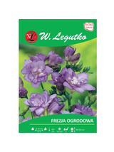 Frezja fioletowa 10szt.