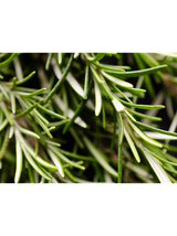 Rozmaryn lekarski - Rosmarinus officinalis