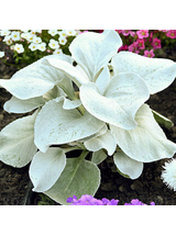 Starzec - Senecio 'Angel Wings'