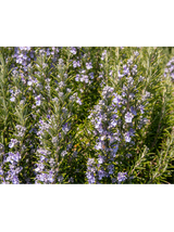 Rozmaryn lekarski - Rosmarinus officinalis