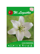 Lilia Navona biała 1szt.