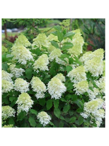 Hortensja bukietowa - Hydrangea paniculata 'Limelight'(R)