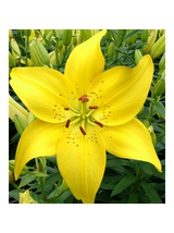 Lilia - Lilium 'Ilse Yellow'