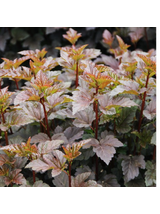 Pęcherznica kalinolistna - Physocarpus opulifolius 'Diabolo' (R)