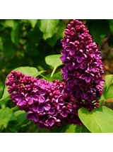 Lilak pospolity - Syringa vulgaris 'Prince Wolkonsky'