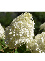 Hortensja bukietowa - Hydrangea paniculata 'Polar Bear'(R)