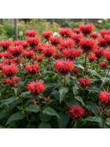 Pysznogłówka - Monarda didyma 'Fireball'