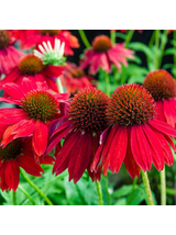 Jeżówka purpurowa - Echinacea purpurea 'Pearl Red'