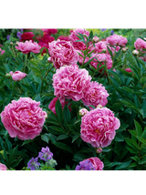 Piwonia chińska - Paeonia 'Dr. Alex Flamming'