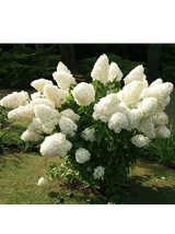 Hortensja bukietowa - Hydrangea paniculata 'Polar Bear'(R)