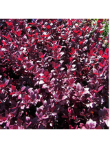 Berberys Thunberga - Berberis thunbergii 'Deep Purple'(R)