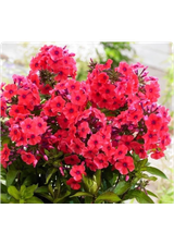 Floks wiechowaty - Phlox paniculata 'Flame Watermelon'
