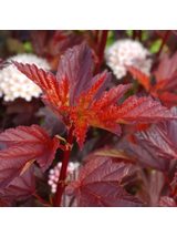 Pęcherznica kalinolistna - Physocarpus opulifolius 'Diable D'or'