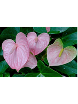 Anthurium różowe d12