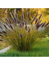 Rozplenica japońska - Pennisetum alopecuroides 'Red Head'