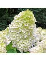 Hortensja bukietowa - Hydrangea paniculata 'Hercules'(R)