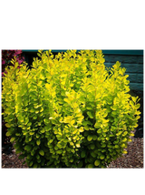 Berberys Thunberga - Berberis thunbergii 'Golden Rocket'(R)