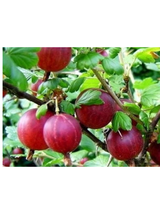 Agrest - Ribes uva-crispa 'Hinnonmaki Rot'
