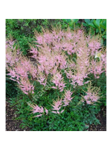Tawułka pojedynczolistna - Astilbe simplicifolia 'Sprite'