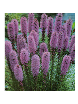 Liatra kłosowa fioletowa- Liatris Spicata 1 szt