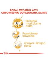 ROYAL CANIN Siamese Adult 2kg karma sucha dla kotów dorosłych rasy syjamskiej