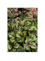 Żuraweczka - Heucherella 'Tapestry'