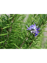 Rozmaryn lekarski - Rosmarinus officinalis
