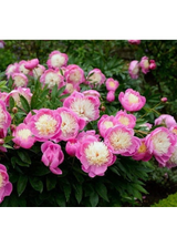Piwonia chińska - Paeonia lactiflora 'Bowl of Beauty'