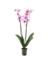 Storczyk Super Extra (Phalaenopsis) 2 pędy jasnoróżowy d9