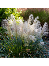 Miskant chiński- Miscanthus sinensis 'Graziella'