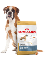 ROYAL CANIN Boxer Adult 12kg karma sucha dla psów dorosłych rasy bokser  + niespodzianka dla psa GRATIS!