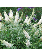Buddleja davidii 'White Profusion'