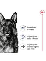 ROYAL CANIN Maxi Ageing 8+ 14,4kg karma sucha dla psów dojrzałych, po 8 roku życia, ras dużych / 14,4kg / Opakowanie uszkodzone (6930,9562) !!!