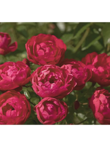 Róża polyantha - czerwona