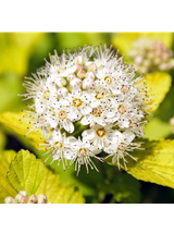 Pęcherznica kalinolistna  - Physocarpus opulifolius 'Dart's Gold'