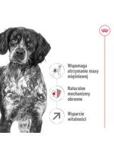 ROYAL CANIN Medium Adult 7+ karma sucha dla psów dojrzałych od 7. do 10. roku życia, ras średnich 15 kg