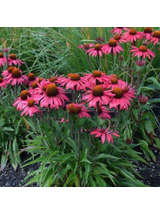Jeżówka purpurowa - Echinacea purpurea 'Glowing Dream'