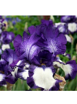 Kosaciec bródkowy - Iris germanica 'Stepping Out'