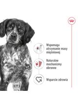 ROYAL CANIN®   Medium Adult 14,6 kg karma sucha dla psów dorosłych ras średnich, do 7 roku życia / Opakowanie uszkodzone (9529) !!!