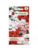 Stokrotka pospolita Pomponette - mieszanka