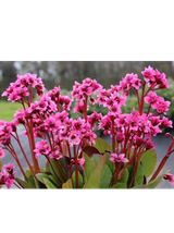 Bergenia x hybrida 'Flirt'