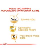 ROYAL CANIN Pug Adult 1,5kg karma sucha dla psów dorosłych rasy mops