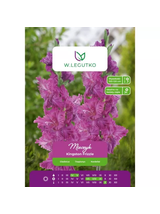 Mieczyk Kingston Frizzle różowy 5szt.