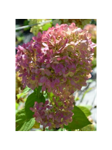 Hortensja bukietowa - Hydrangea paniculata 'Limelight'(R)