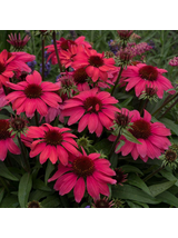 Jeżówka purpurowa - Echinacea purpurea SunMagic 'Vintage Ruby'