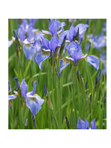 Kosaciec syberyjski- Iris sibirica 'Blau'