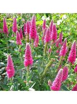 Przetacznik długolistny - Veronica longifolia 'First Love'